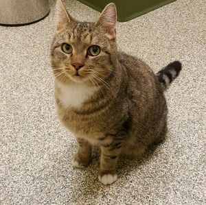 Meet your Posher, Carey